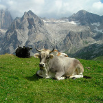 Rooms & apartments Al Vant - Pralongo - Val di Zoldo